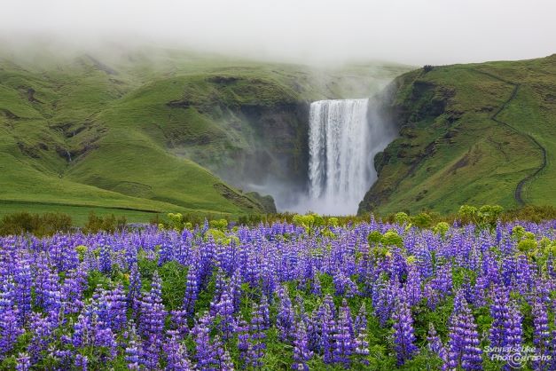 lupines-iceland.jpg